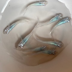 【終了しました】深海 めだかの画像