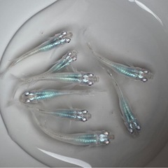 【終了しました】深海 めだかの画像