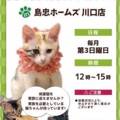 6/16（日）島忠ホームズ川口店保護猫譲渡会の画像