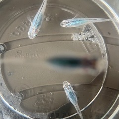 【終了しました】深海 めだかの画像