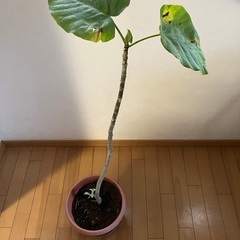 ウンベラータ