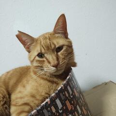 大人しい茶トラくん - 猫