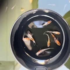 各種　メダカ　　めだか