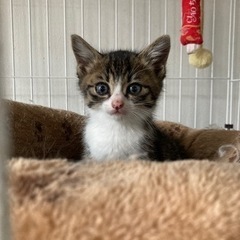 おめめくりくりキジシロ♡