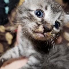 野良猫が5月3日に産んだ子猫