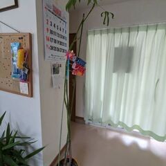 パキラ？　処分予定