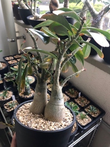 アデニウム アラビカム 横植え 仕立て株 8年管理