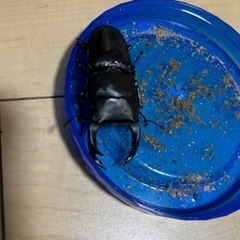 オオクワガタ　ペア
