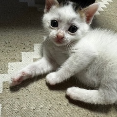 キジシロトビ柄の子 − 北海道