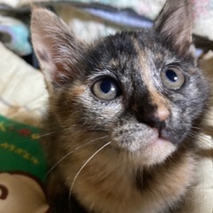 サビちゃん（ニ毛ちゃん）