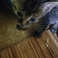５月３日生まれの子猫10匹