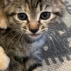 里親さん募集