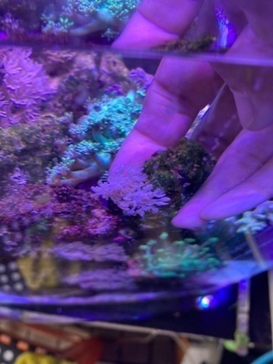 海水魚サンゴ