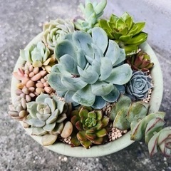 多肉植物 寄せ植え