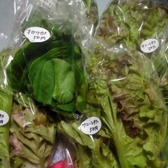 6月9日の新鮮野菜50円均一コーナーの品出し予定です。