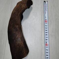流木①　水槽インテリアに・・・