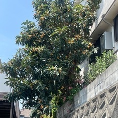 ビワとりを手伝っていただく方にはビワ30個位を差し上げます  