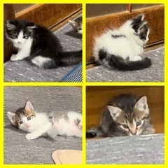 ＊募集を一時停止します＊