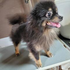 繁殖引退犬。ポメラニアン