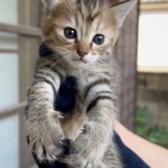 推定生後1ヶ月3兄弟①決まりました！