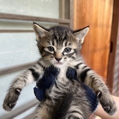 推定生後1ヶ月3兄弟②決まりました！