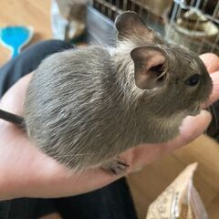 デグー　5匹のベビーをお譲りいたします。