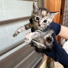 推定生後1ヶ月3兄弟③決まりました！