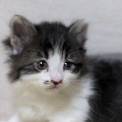 クリクリとツムツム - 猫