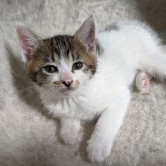 クリクリとツムツム − 静岡県