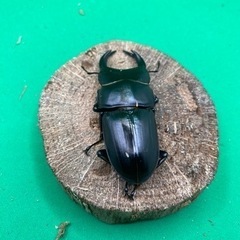 オオクワガタ　香川　宇多津産　ペア　新成虫