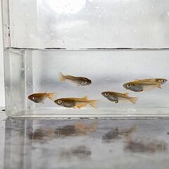 ミックスメダカ 5匹前後