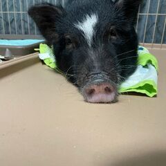 マイクロブタ🐖の里親探し