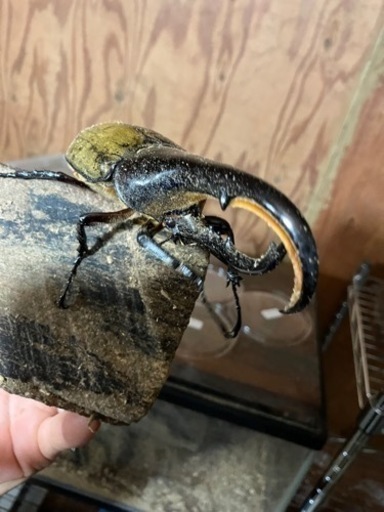 ヘラクレスオオカブトムシのペア