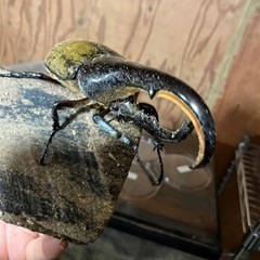 ヘラクレスオオカブトムシのペア