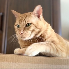 【老猫の家族募集・茶トラ・16歳・男の子・室内飼】