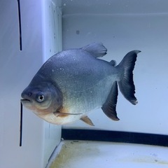 レッドコロソマ　約25㎝
 