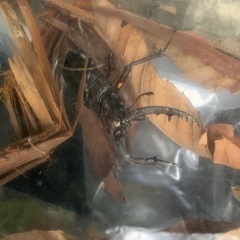 ノコギリクワガタ　雄　天然