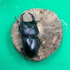 オオクワガタ　ペア