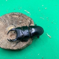 オオクワガタ　ペアの画像