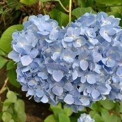 【6月23日開催！】紫陽花ハイク生駒山⛰️