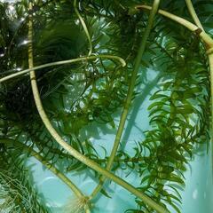メダカ飼育セット☆無農薬　水草　３種類③の画像