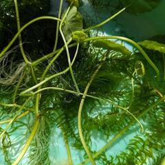 メダカ飼育セット☆無農薬　水草　３種類③の画像