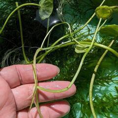 メダカ飼育セット☆無農薬　水草　３種類③の画像