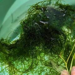 メダカ飼育セット☆無農薬　水草　３種類③の画像