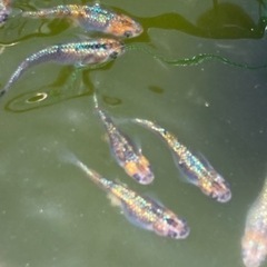 ⑥ラメメダカ針子（ユリシス）10匹の画像