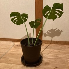モンステラの画像