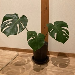 モンステラ