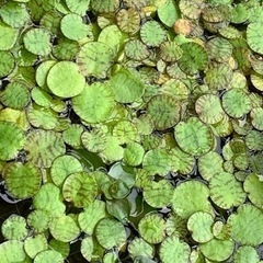 ミナミヌマエビ、レッドラムズホーン、アマゾンフロッグビット、マツモの画像