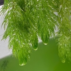 ミナミヌマエビ、レッドラムズホーン、アマゾンフロッグビット、マツモの画像