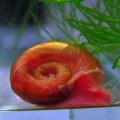 ミナミヌマエビ、レッドラムズホーン、アマゾンフロッグビット、マツモの画像